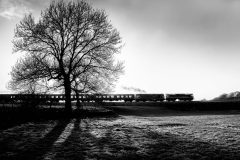 Diesel Gala Silhouette